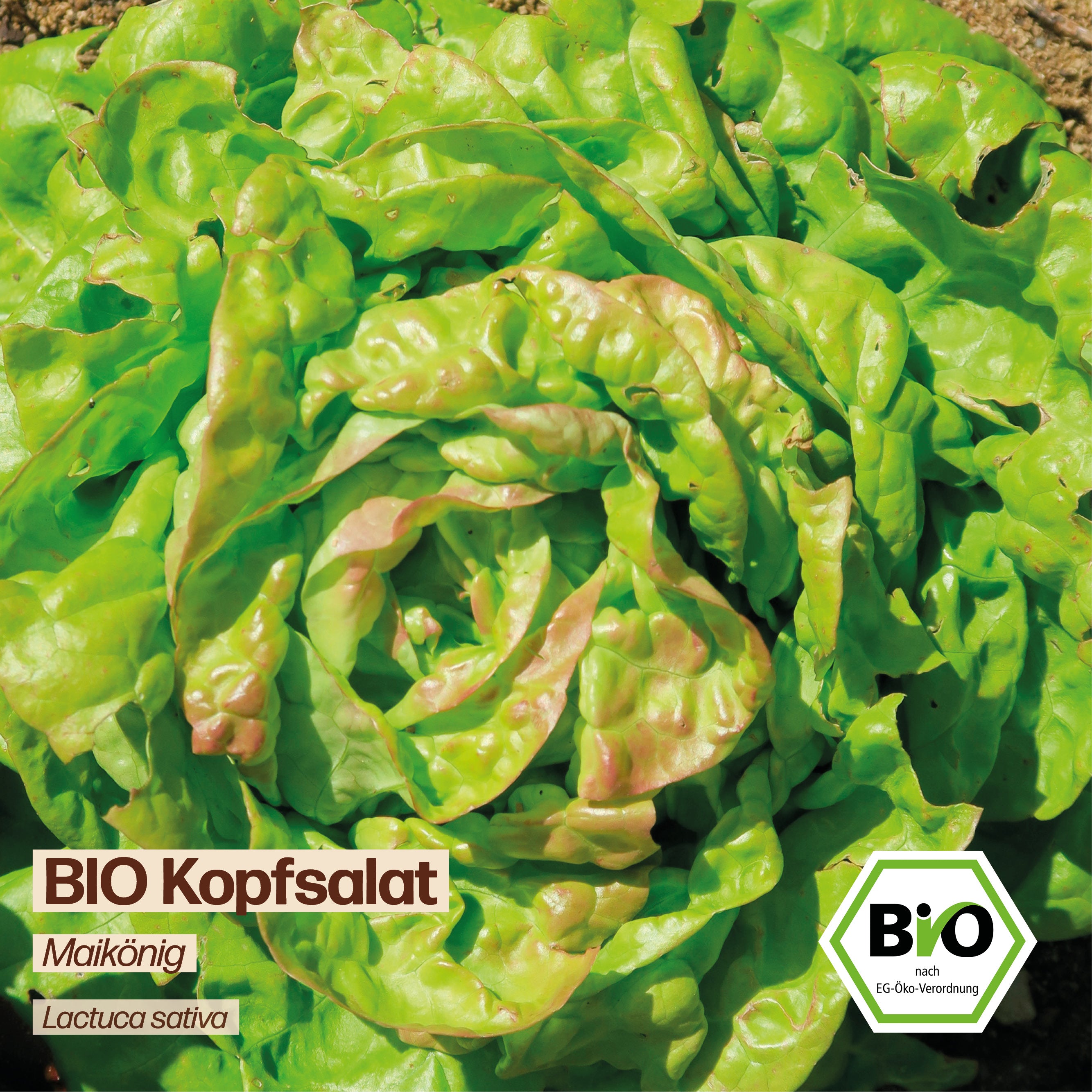 BIO Salat "Maikönig"