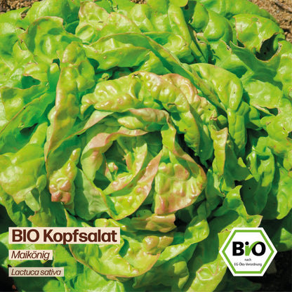 BIO Salat "Maikönig"