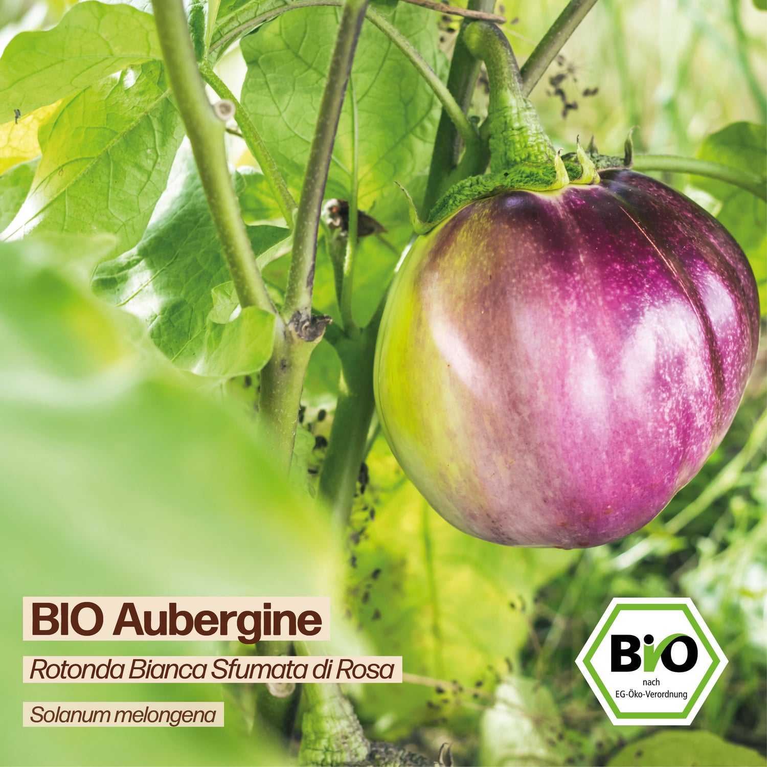BIO Aubergine "Rotonda Bianca Sfumata di Rosa"