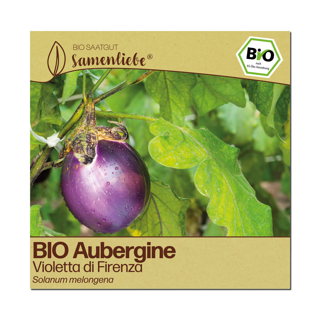 BIO Aubergine "Violetta di Firenza"
