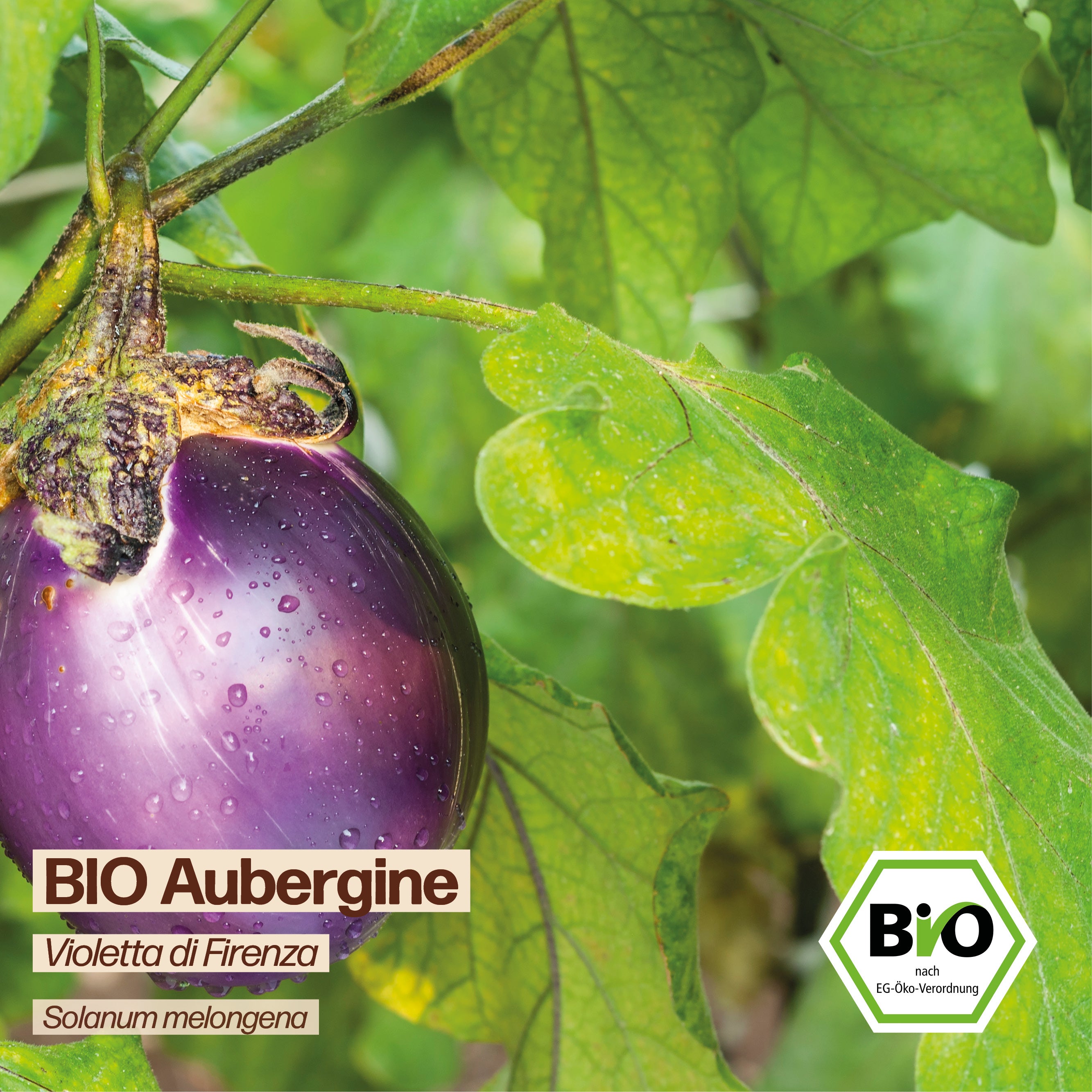 BIO Aubergine "Violetta di Firenza"