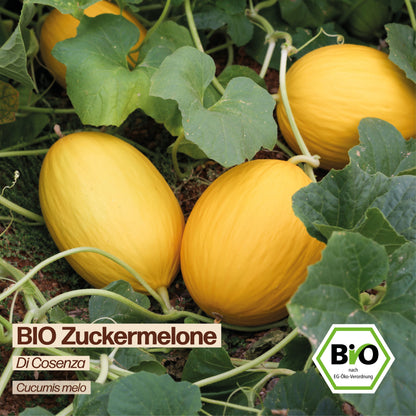 BIO Melone "Di Cosenza"
