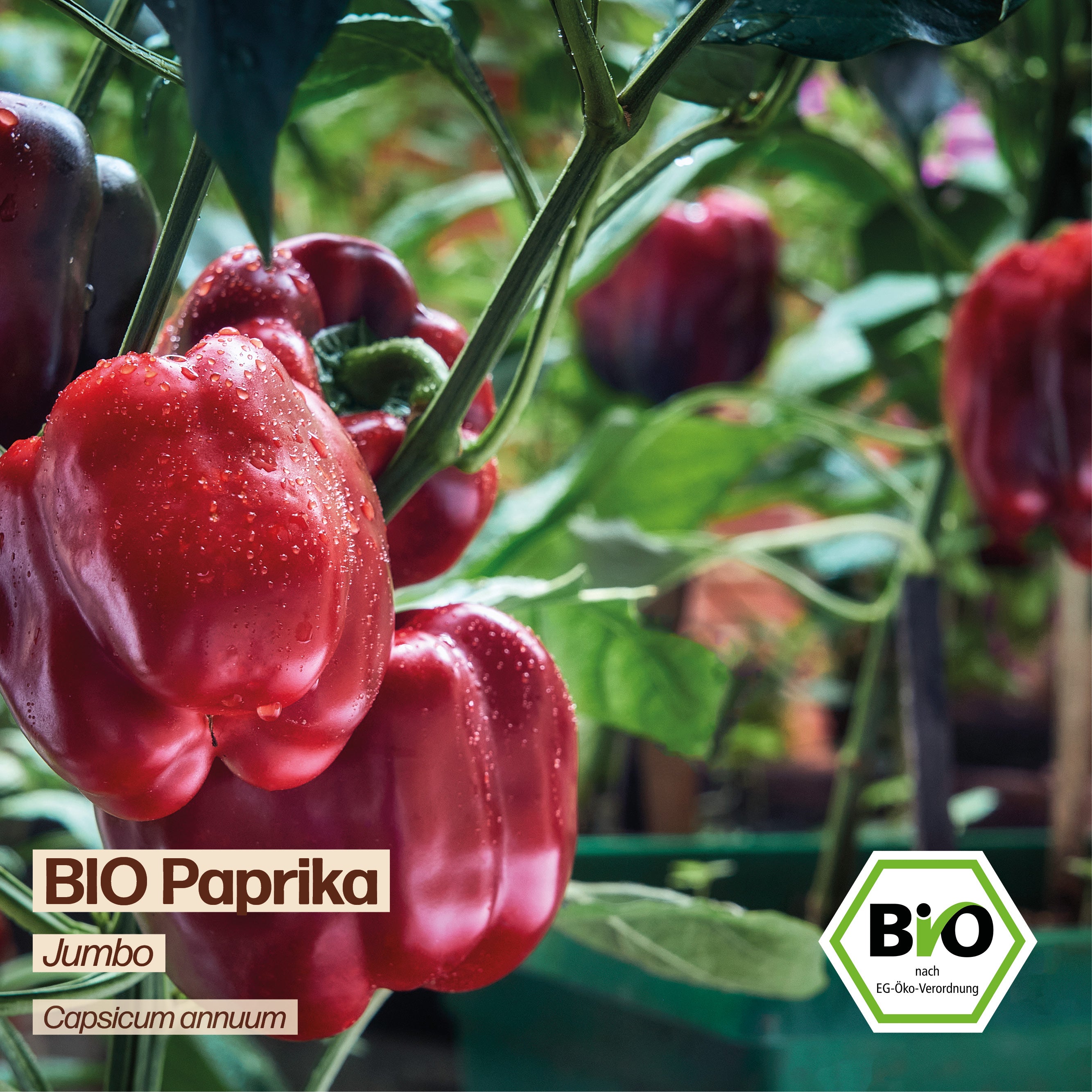 BIO Paprika "Jumbo"
