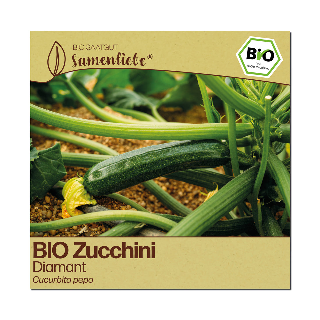 BIO Zucchini "Diamant"
