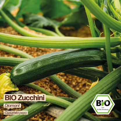 BIO Zucchini "Diamant"