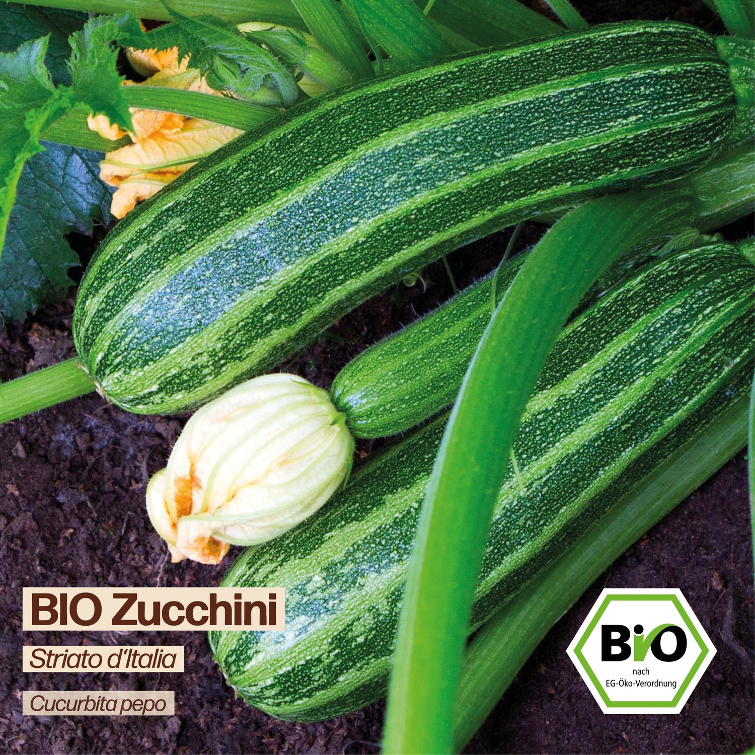 BIO Zucchini "Striato d&