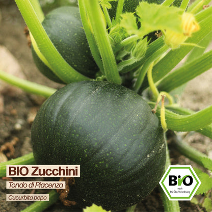 BIO Zucchini "Tondo di Piacenza"