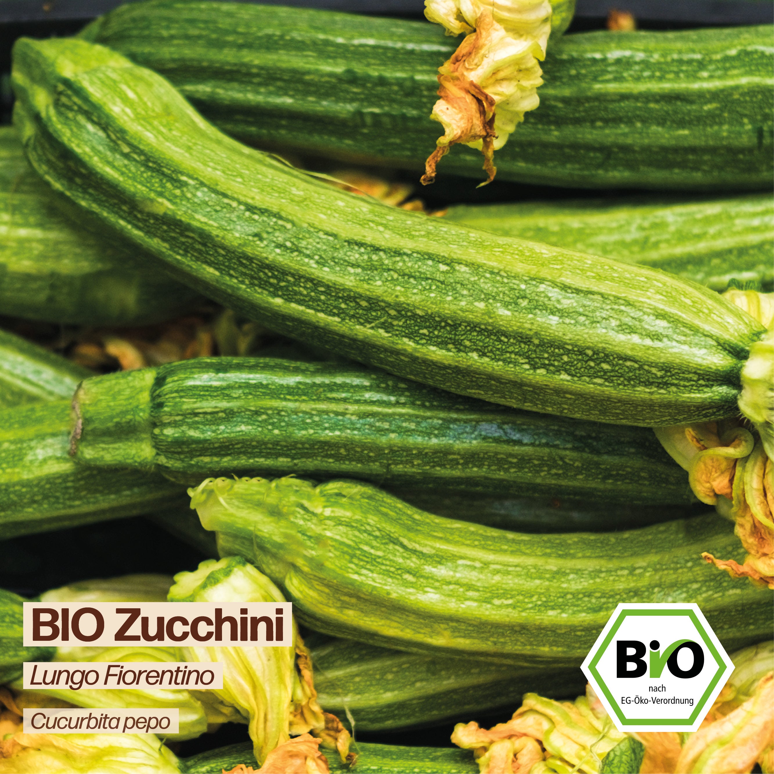 BIO Zucchini "Lungo Fiorentino"