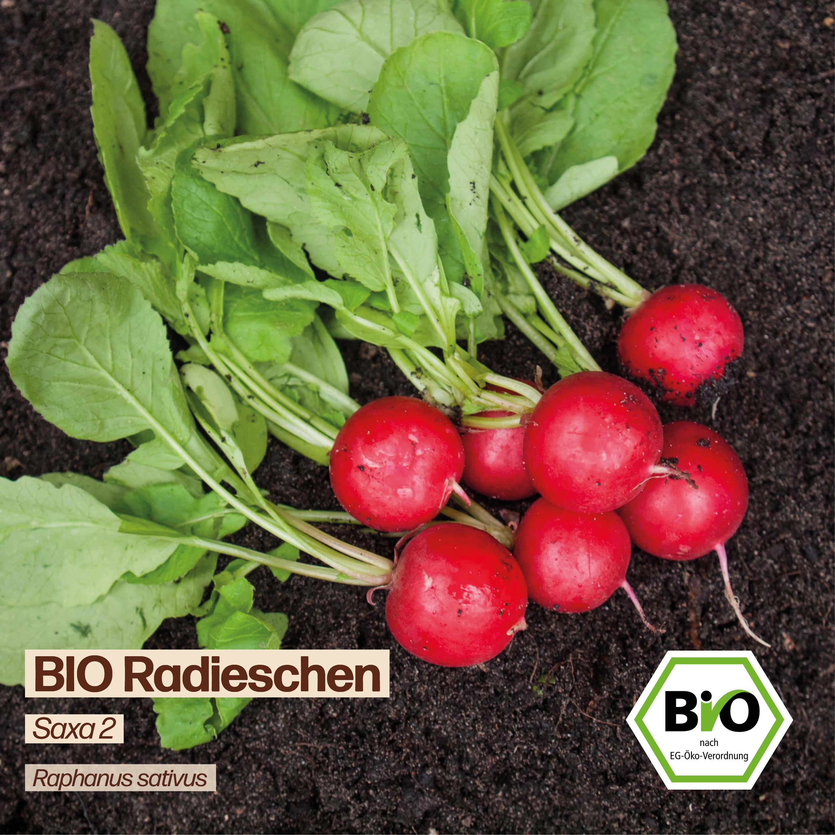 BIO Radieschen "Saxa 2"