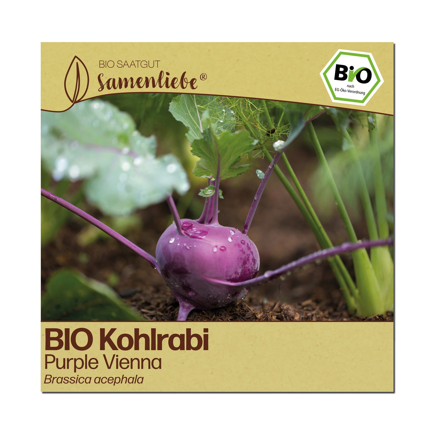 BIO Kohlrabi "Purple Vienna"