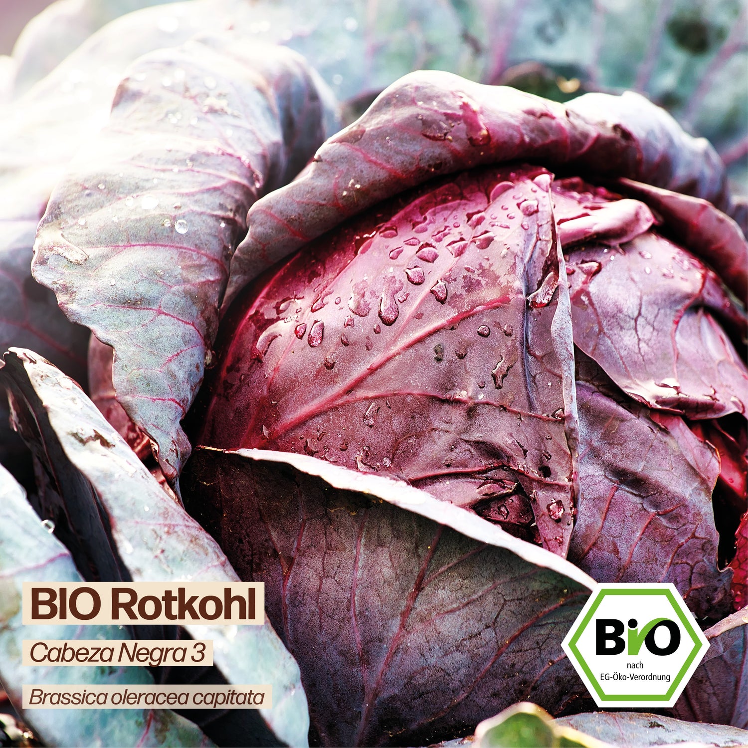 BIO Kohl "Cabeza Negra 3"