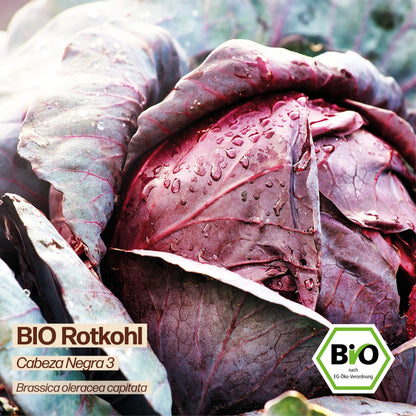 BIO Kohl "Cabeza Negra 3"