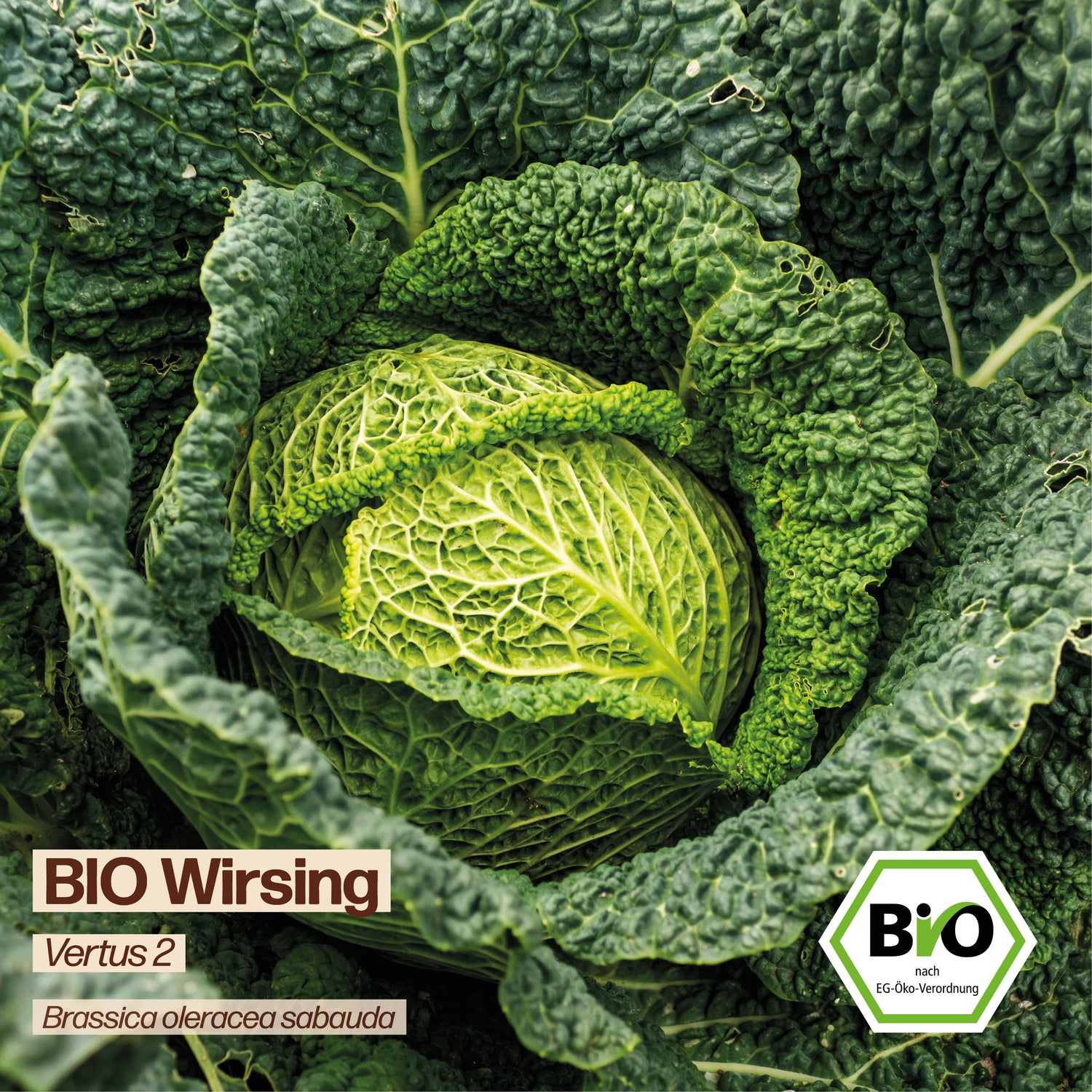 BIO Wirsing "Vertus 2"