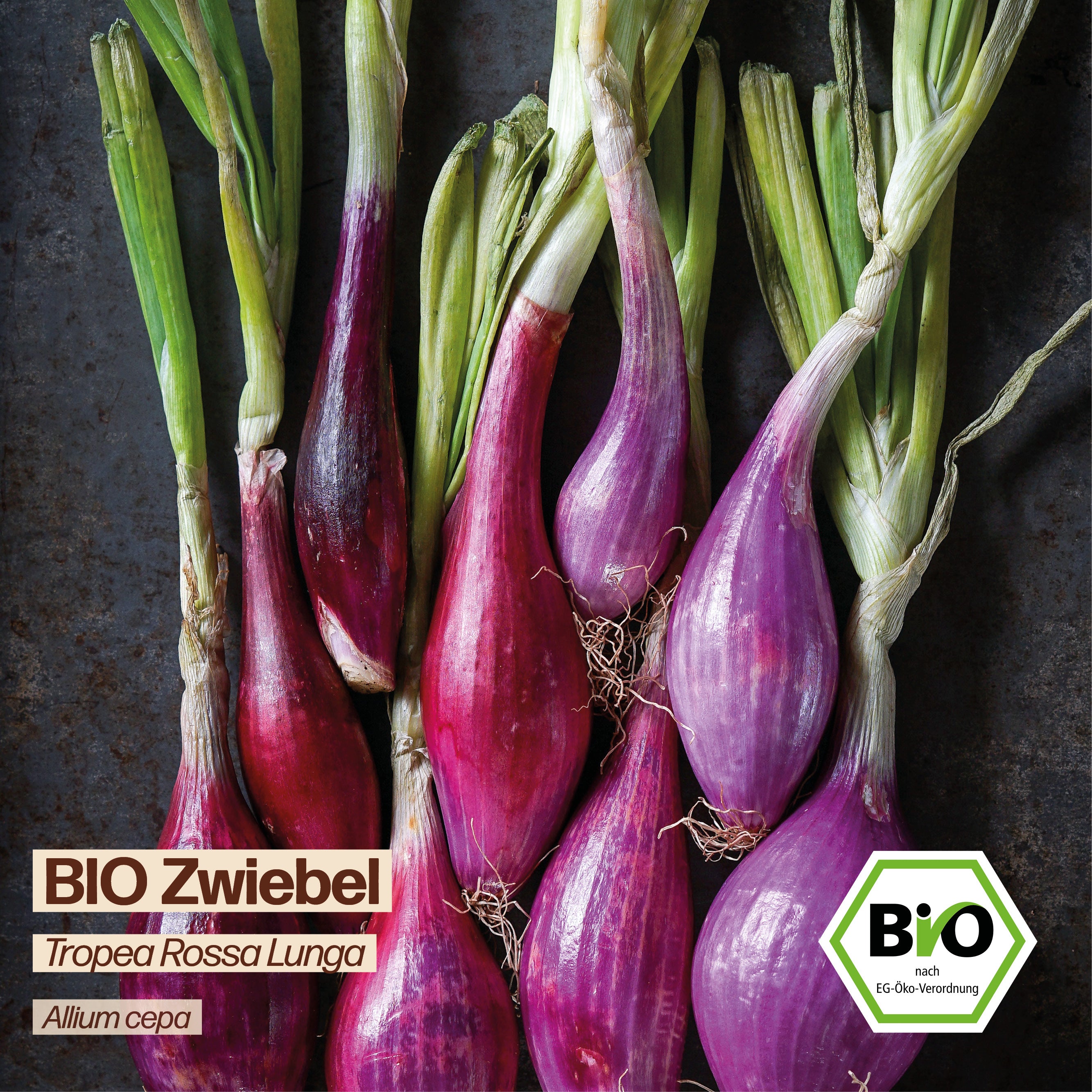 BIO Zwiebel "Tropea Rossa Lunga"