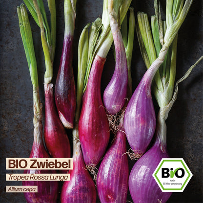 BIO Zwiebel "Tropea Rossa Lunga"