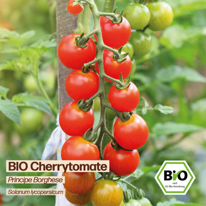 BIO Tomate "Principe Borghese"