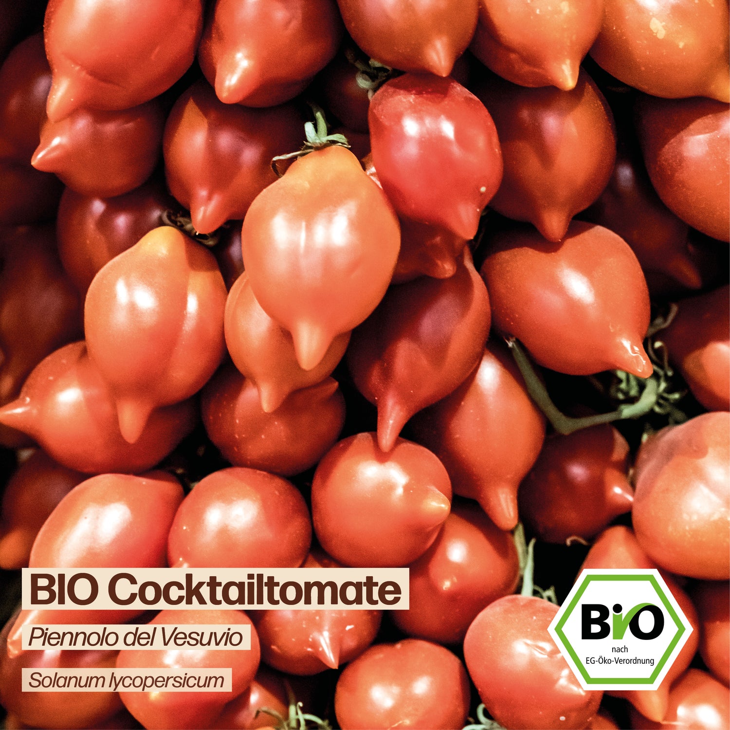 BIO Tomate "Piennolo del Vesuvio"