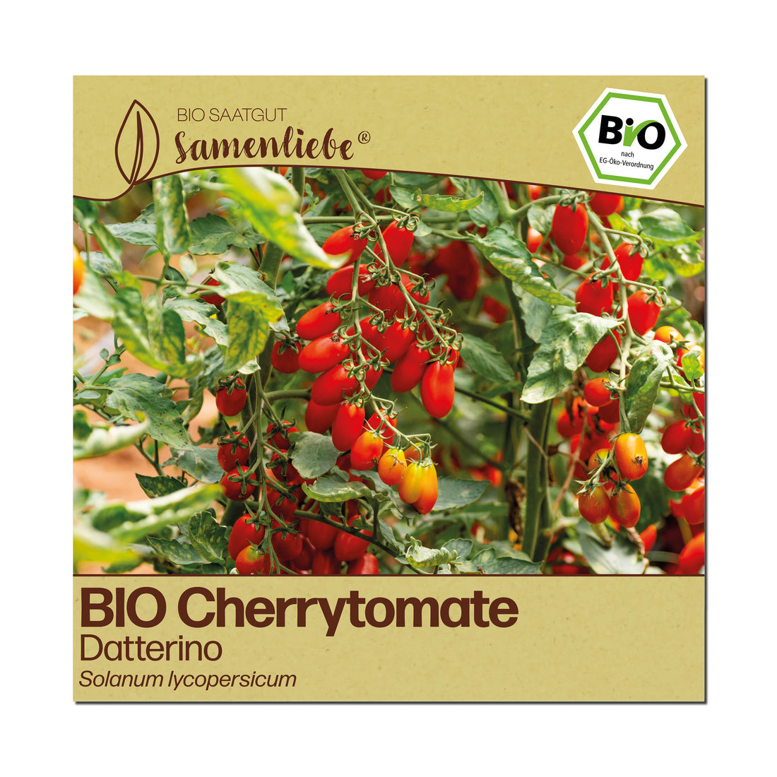 BIO Tomate "Datterino"