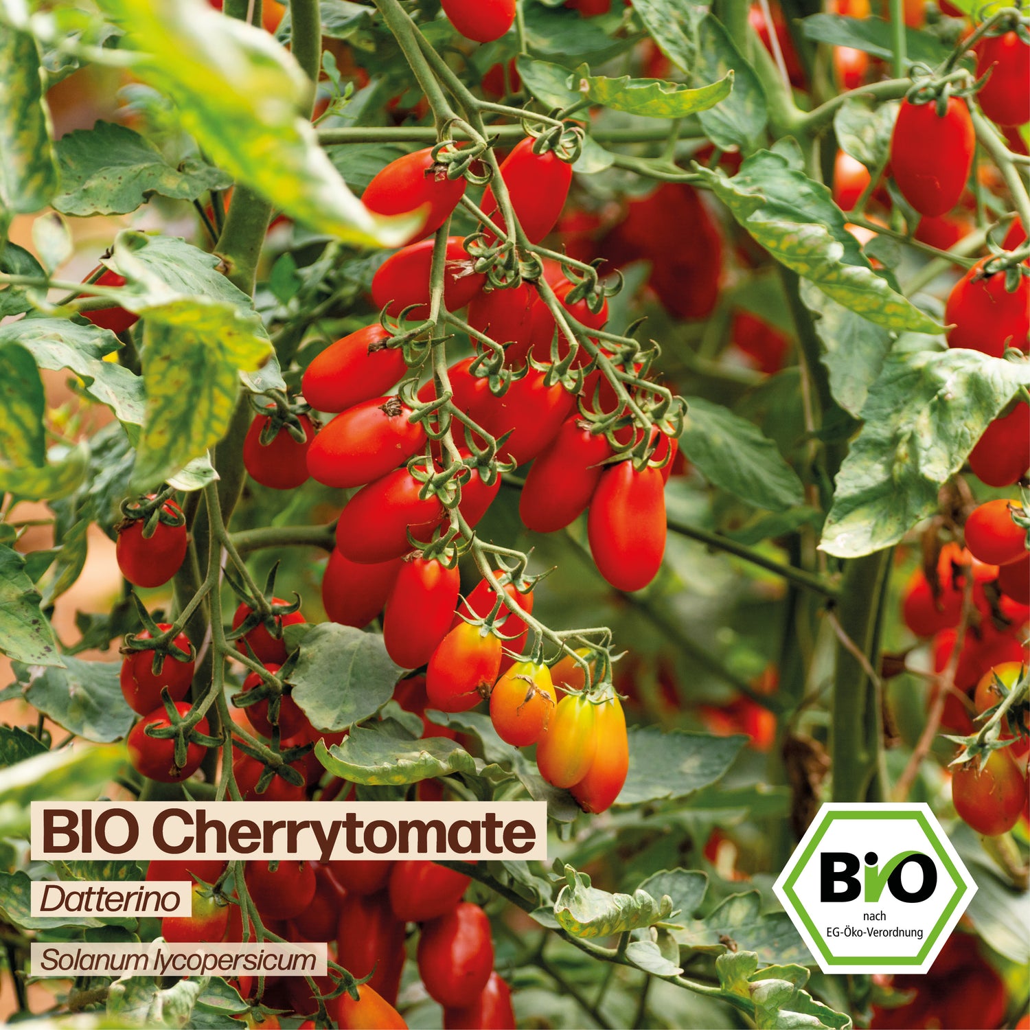 BIO Tomate "Datterino"