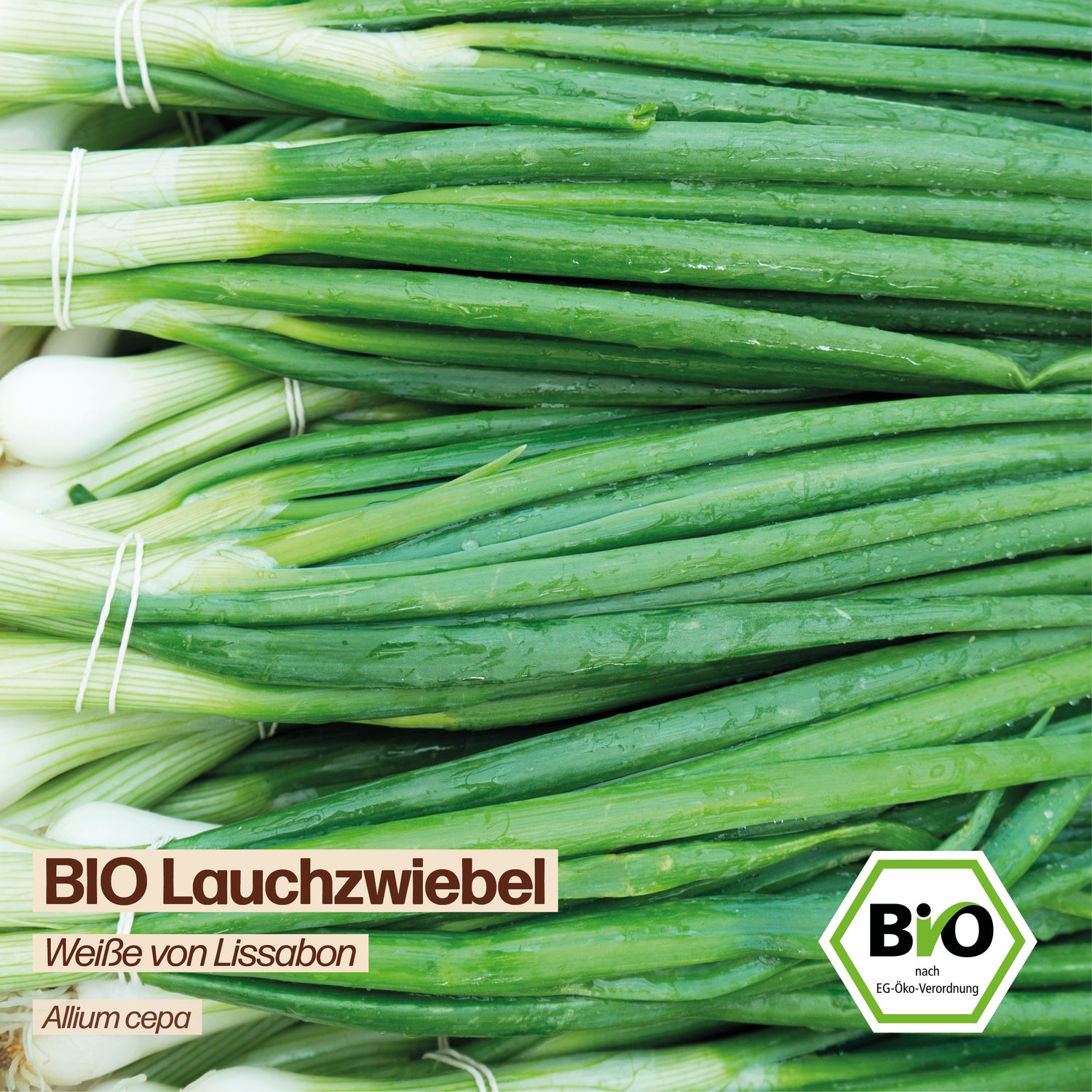 BIO Lauchzwiebel "Weiße von Lissabon"