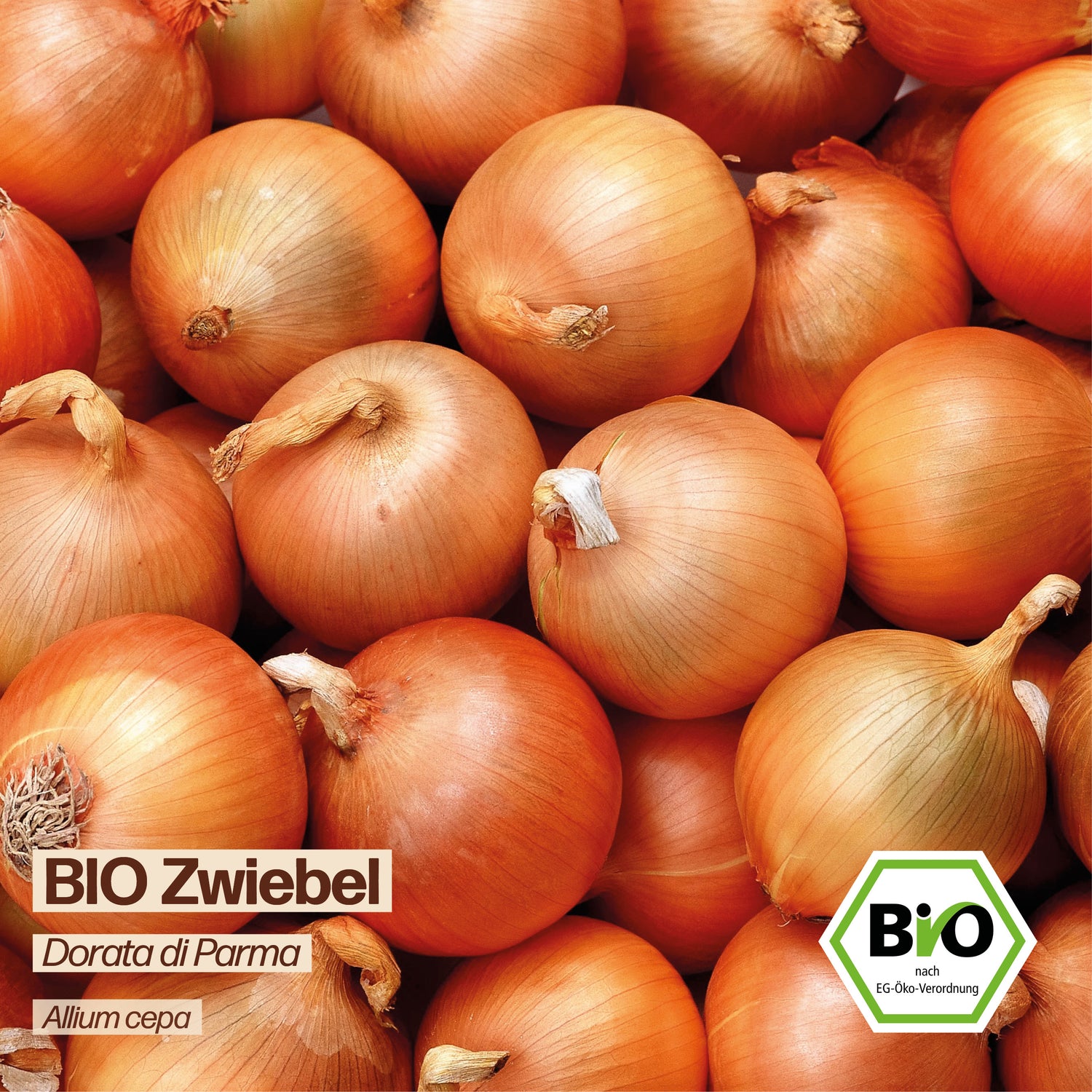 BIO Zwiebel "Dorata di Parma"