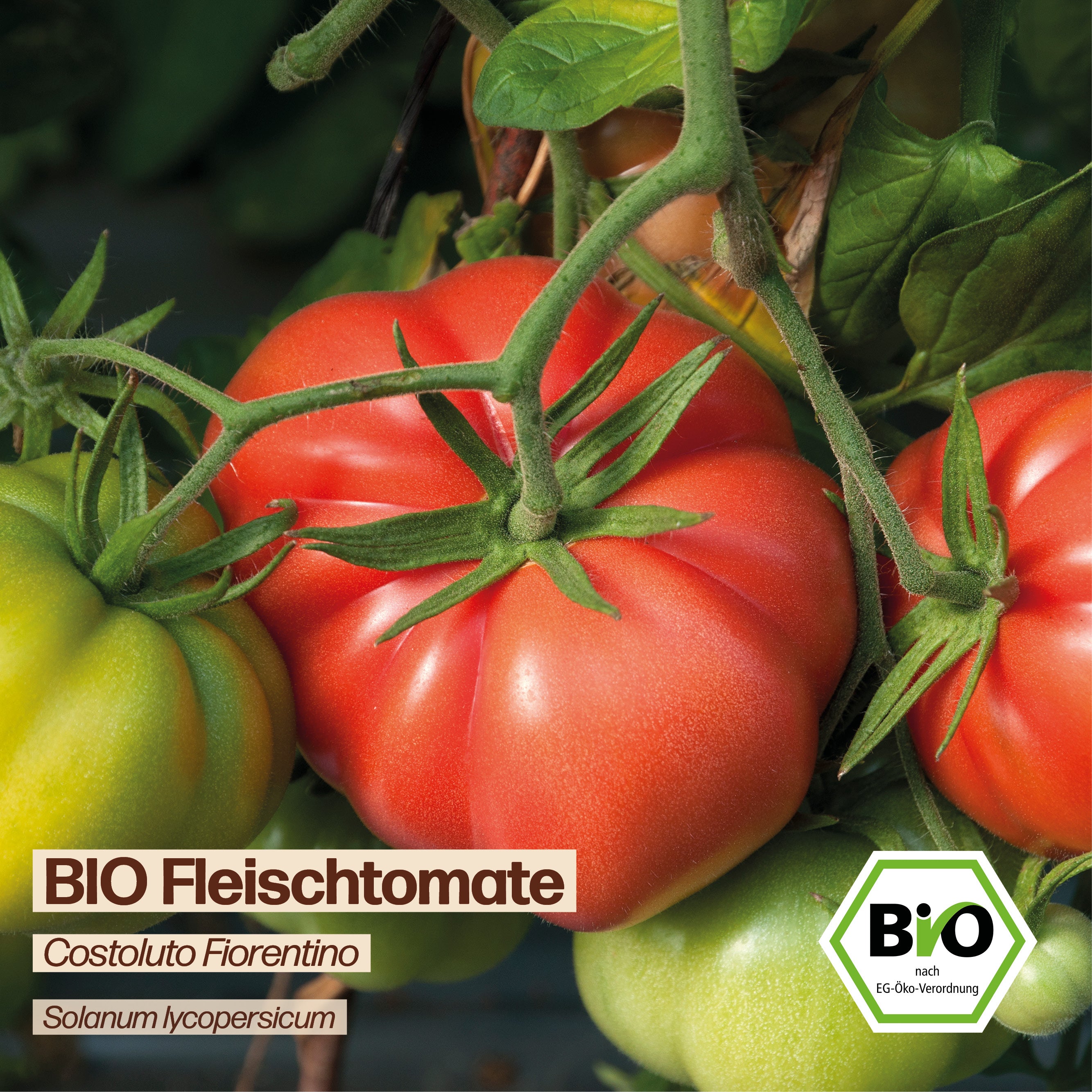 BIO Tomate "Costoluto Fiorentino"