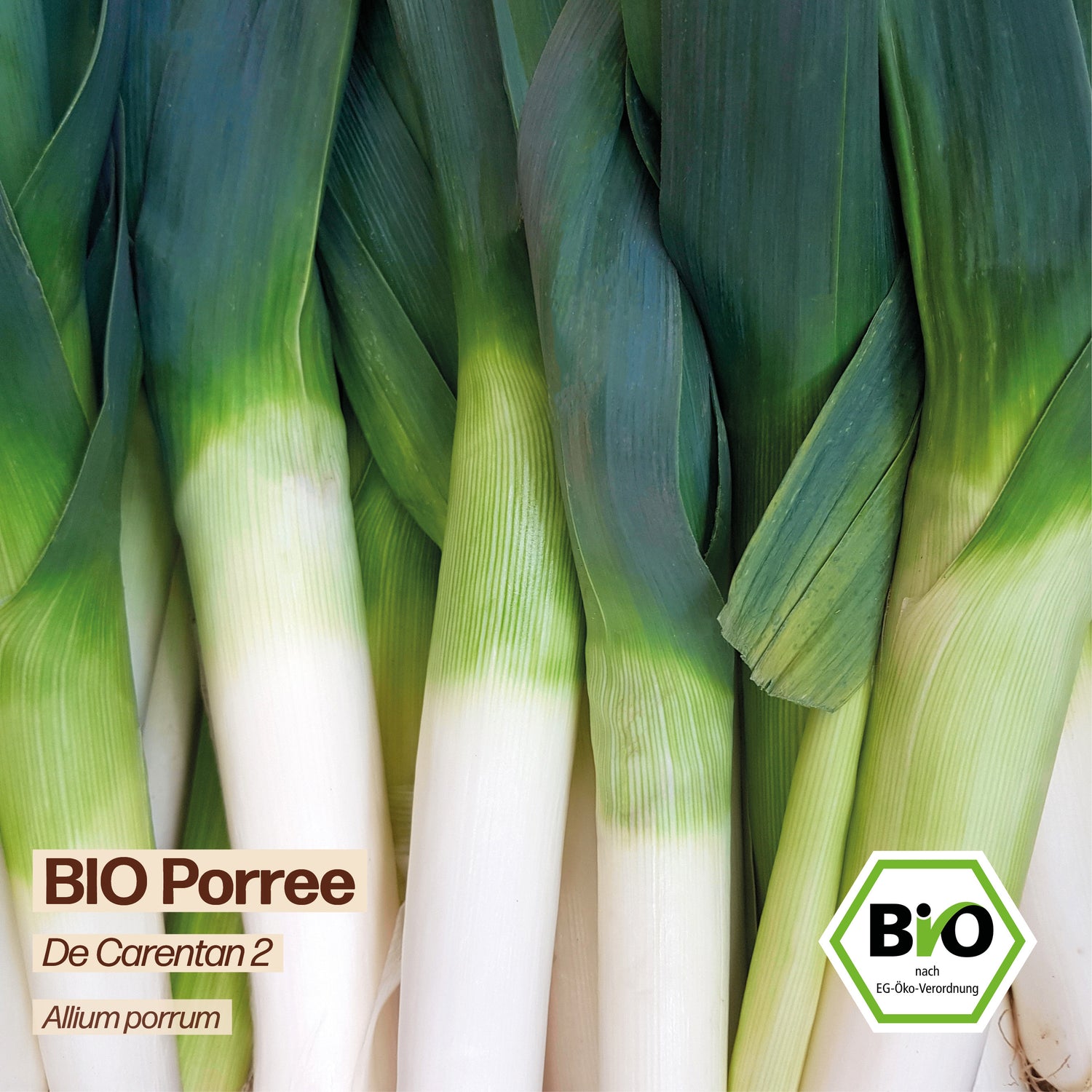 BIO Porree "De Carentan 2"
