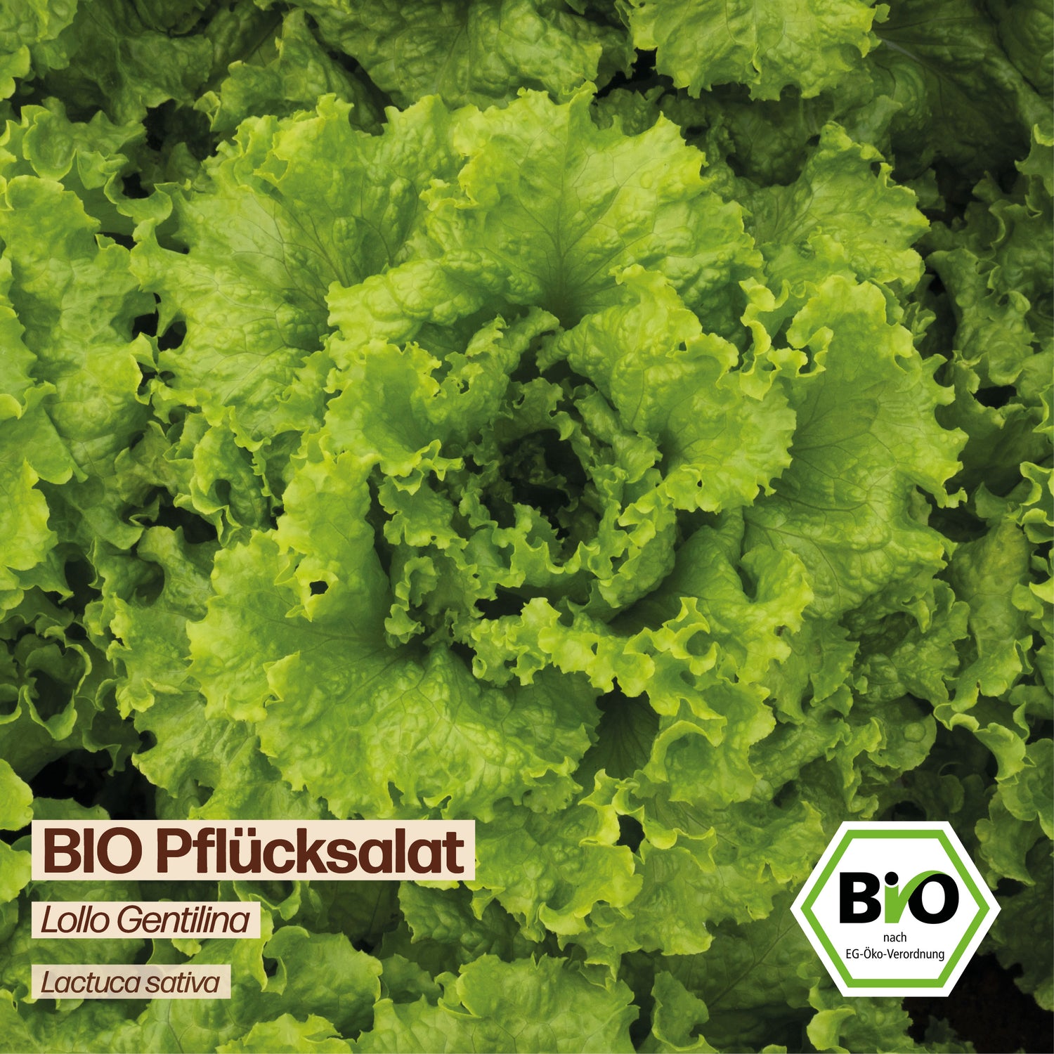 BIO Salat "Lollo Gentilina"