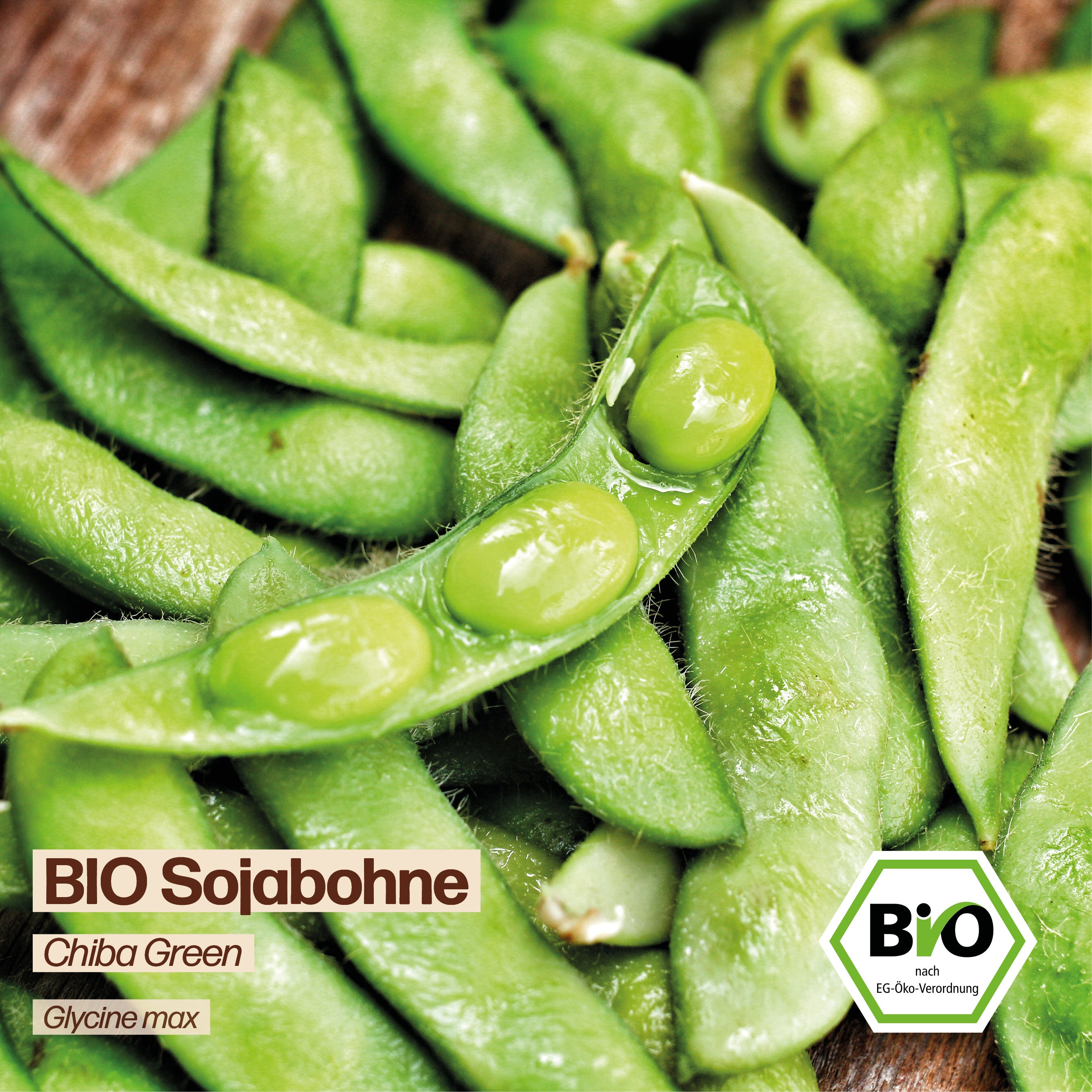 BIO Bohne "Chiba Green"