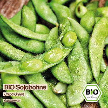 BIO Bohne "Chiba Green"