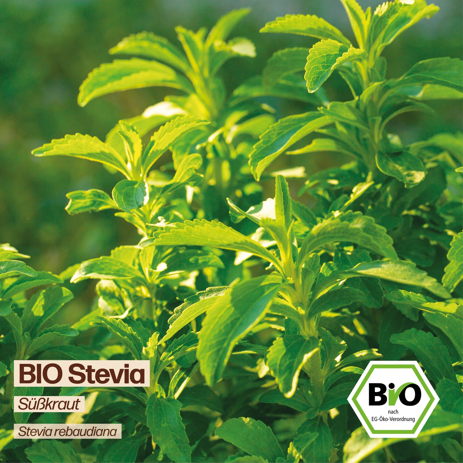 BIO Stevia "Süßkraut"
