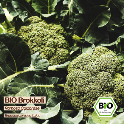 BIO Brokkoli "Ramoso"