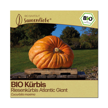 BIO Kürbis "Atlantic Giant"