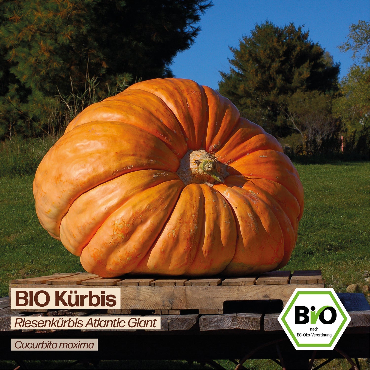BIO Kürbis "Atlantic Giant"