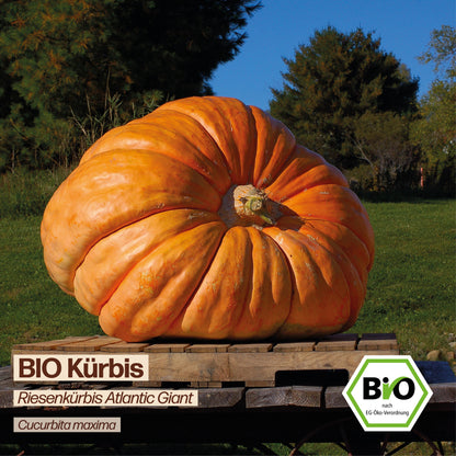 BIO Kürbis "Atlantic Giant"