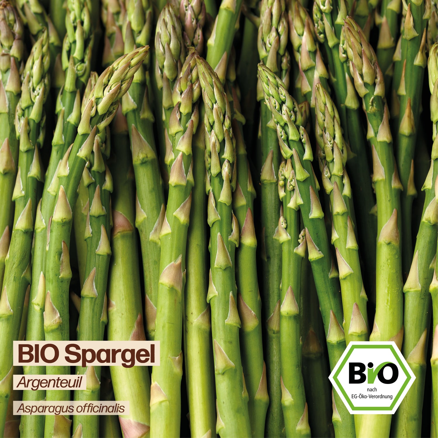 BIO Spargel "Argenteuil"