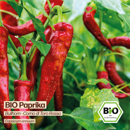 BIO Paprika "Corno di Toro Rosso"