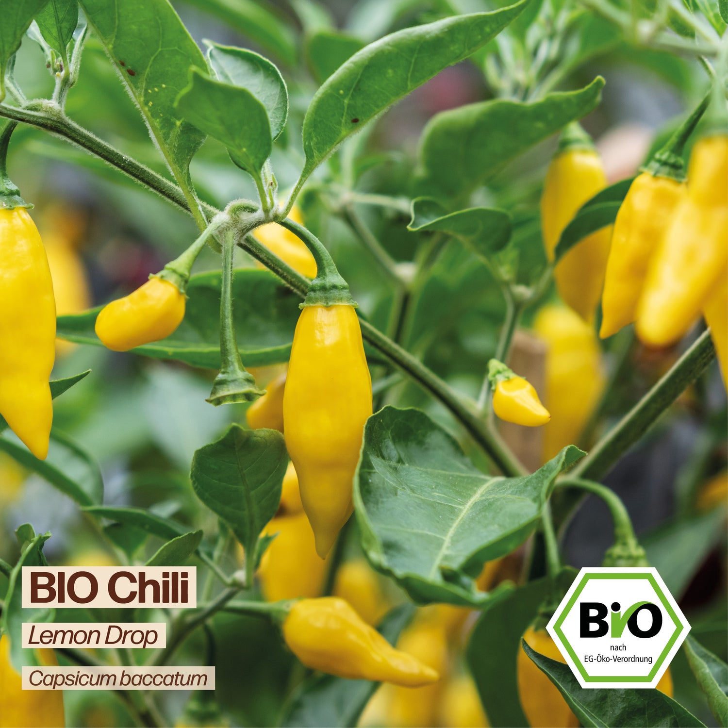 BIO Chili "Lemon Drop"