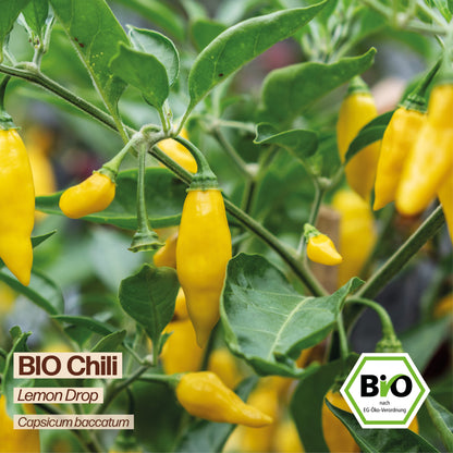 BIO Chili "Lemon Drop"