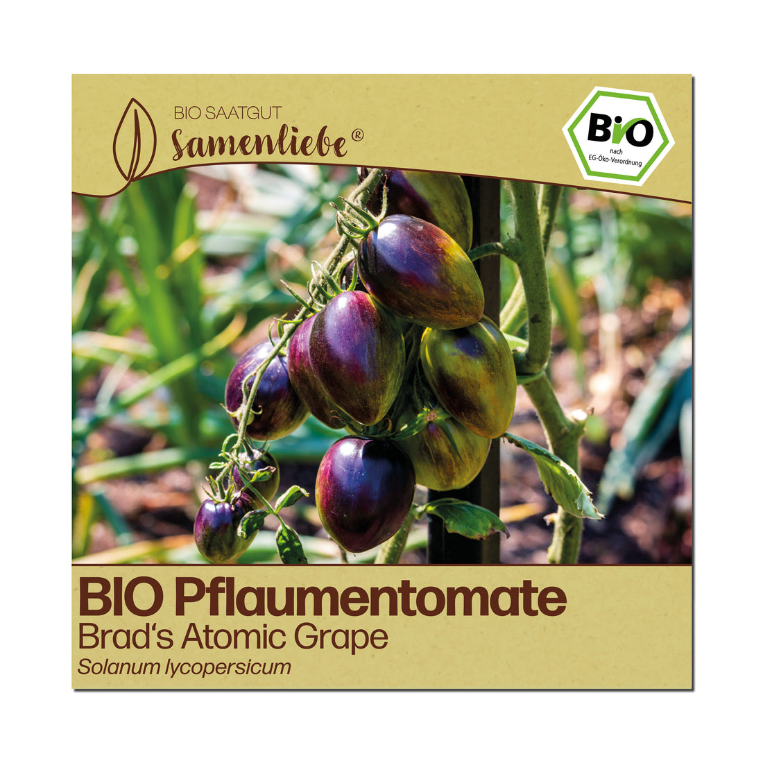 BIO Tomate "Brad&