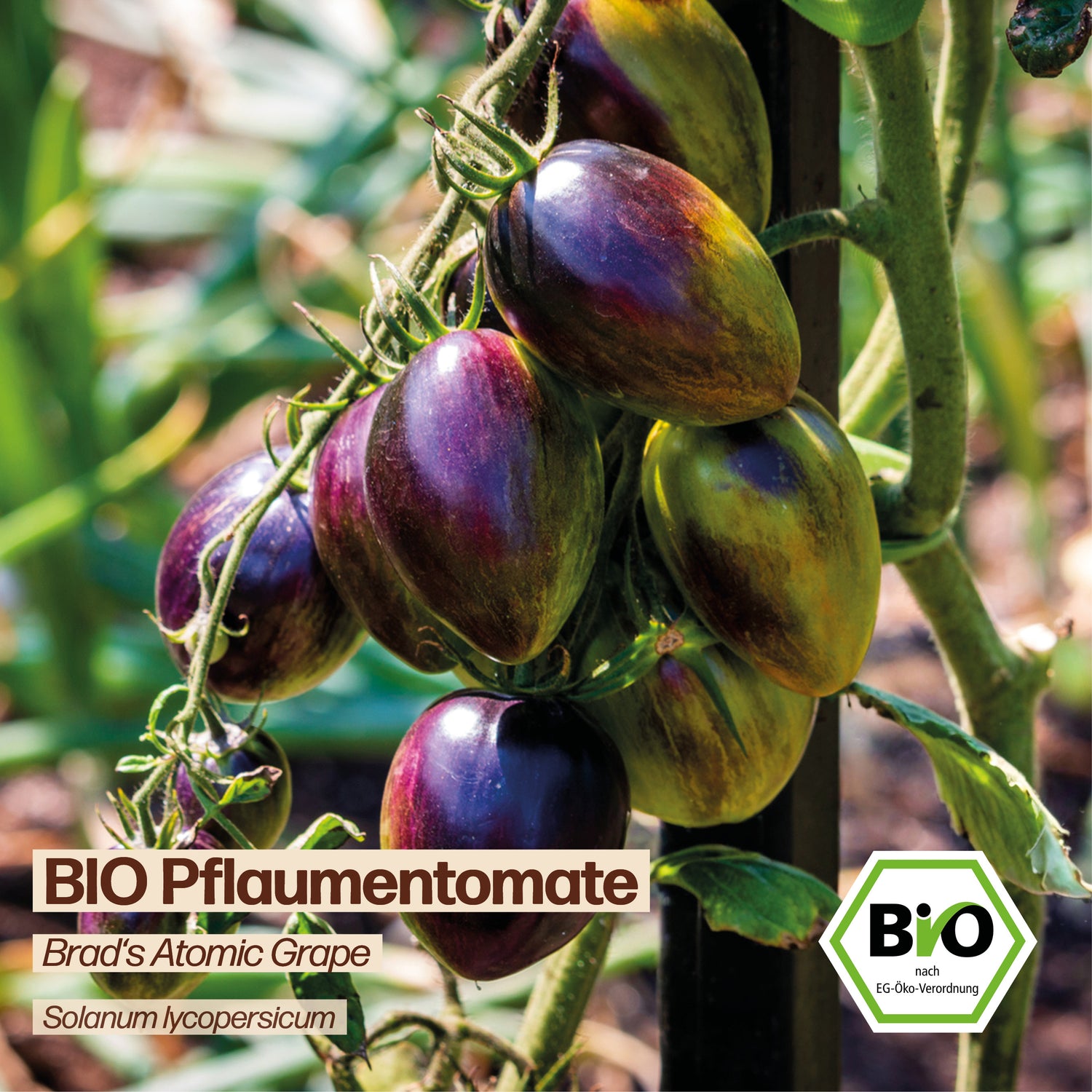 BIO Tomate "Brad&