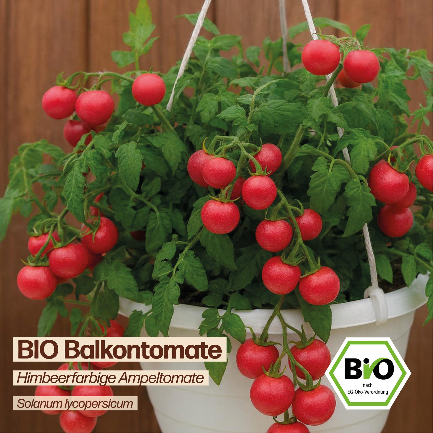 BIO Tomate "Himbeerfarbige Ampeltomate"