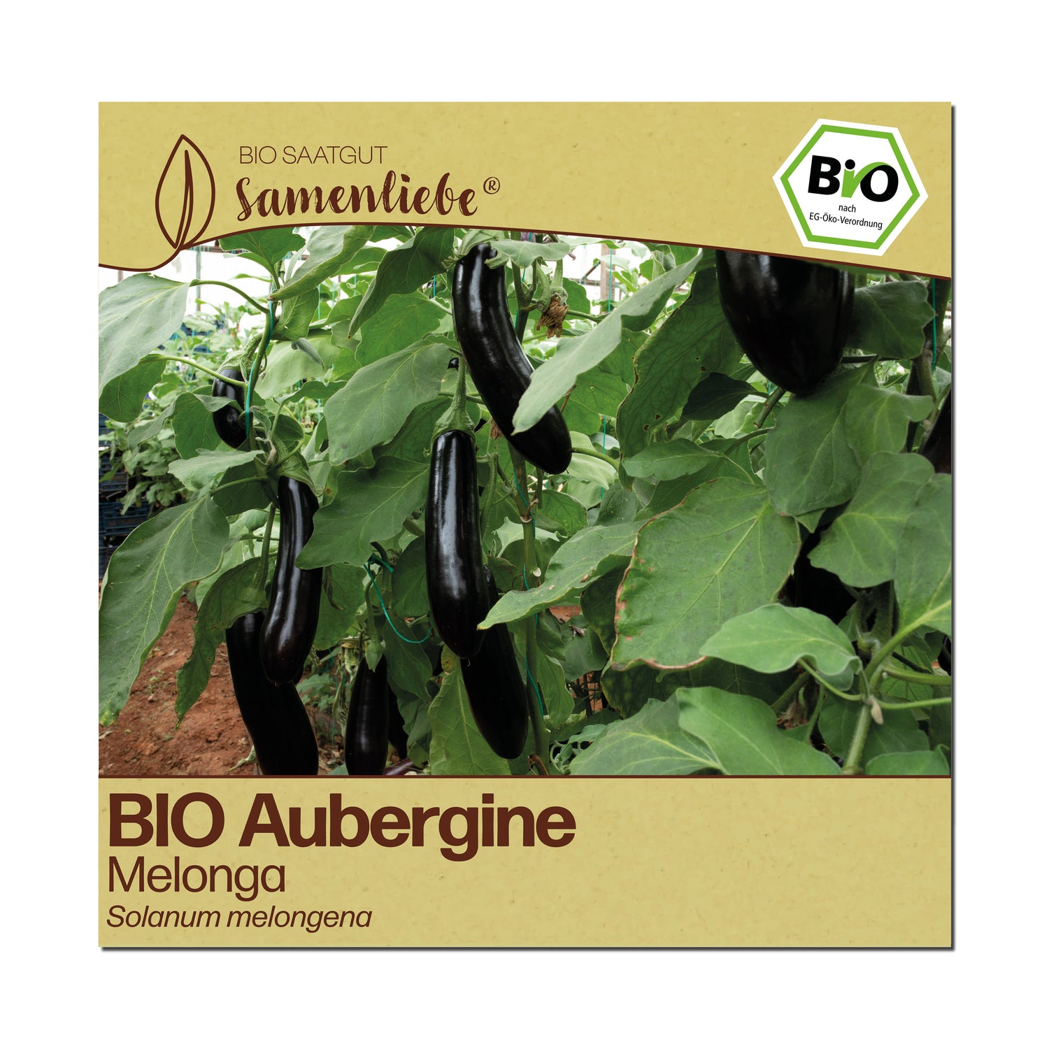 BIO Aubergine "Melonga"