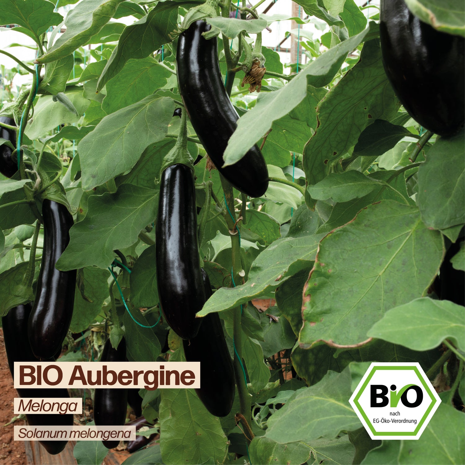 BIO Aubergine "Melonga"