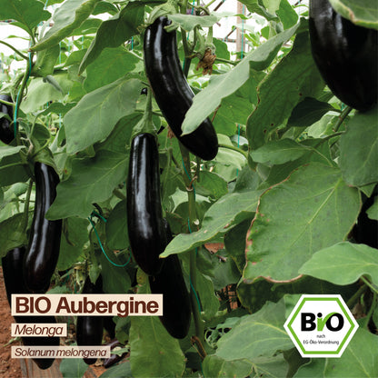 BIO Aubergine "Melonga"