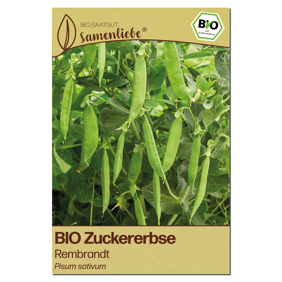BIO Erbse "Rembrandt"