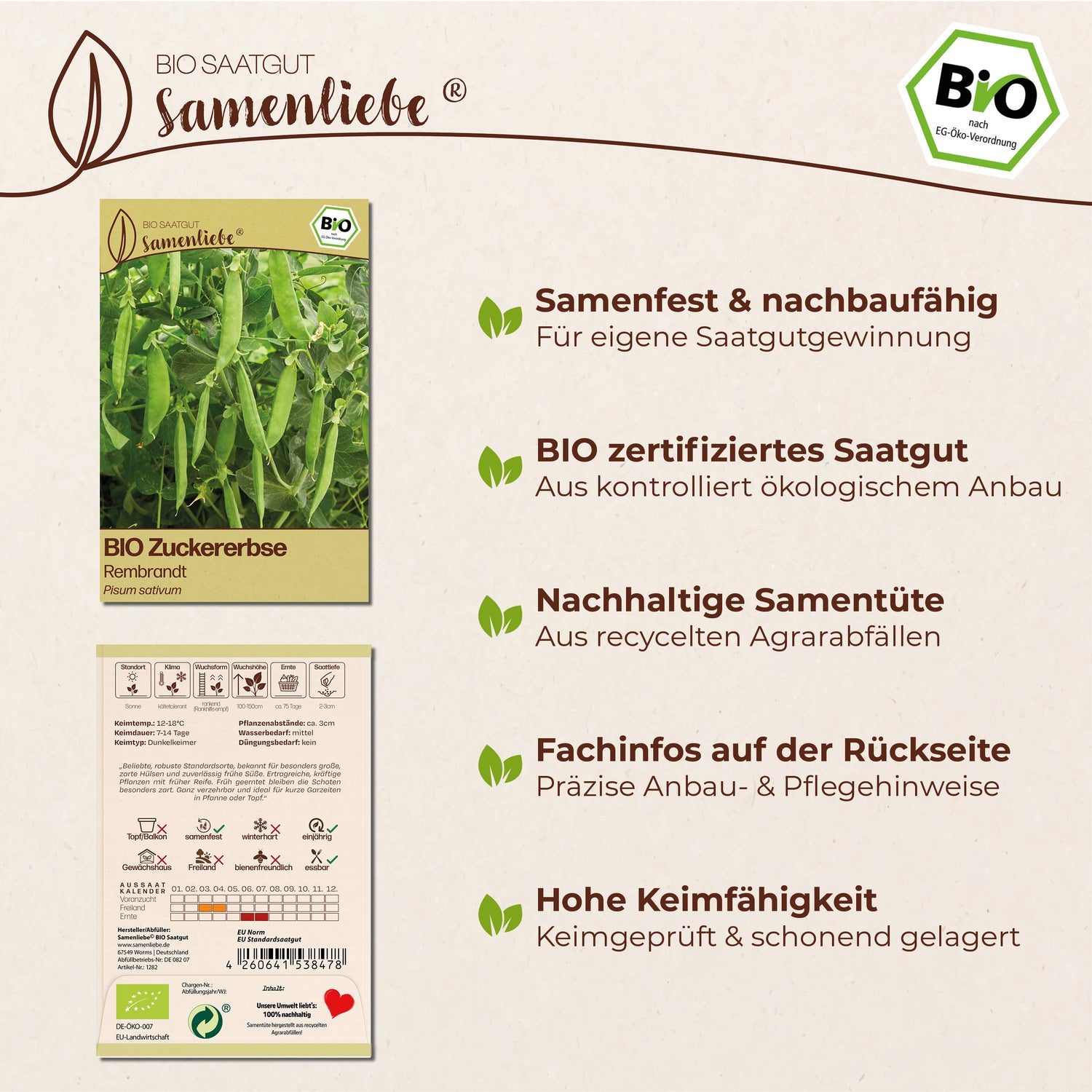 BIO Erbse "Rembrandt"