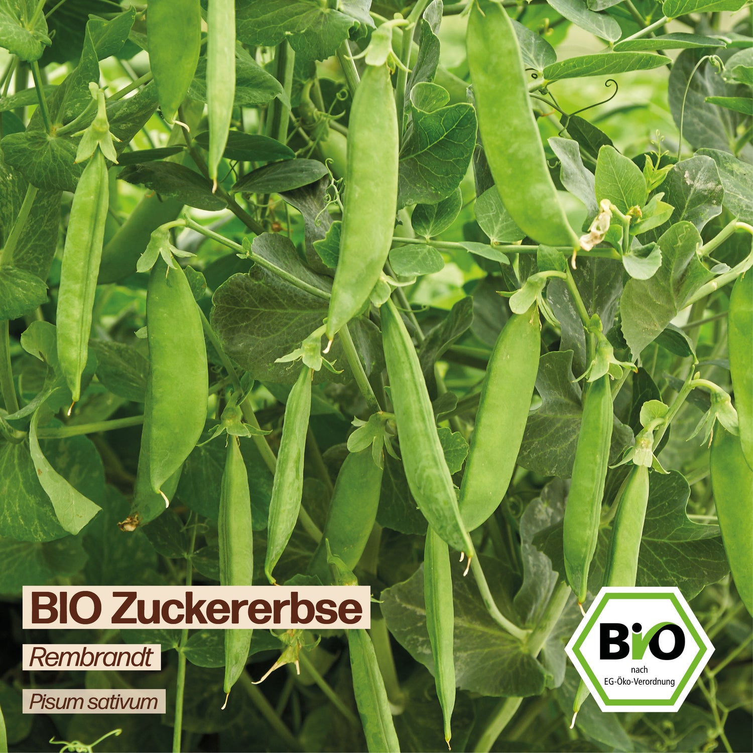 BIO Erbse "Rembrandt"