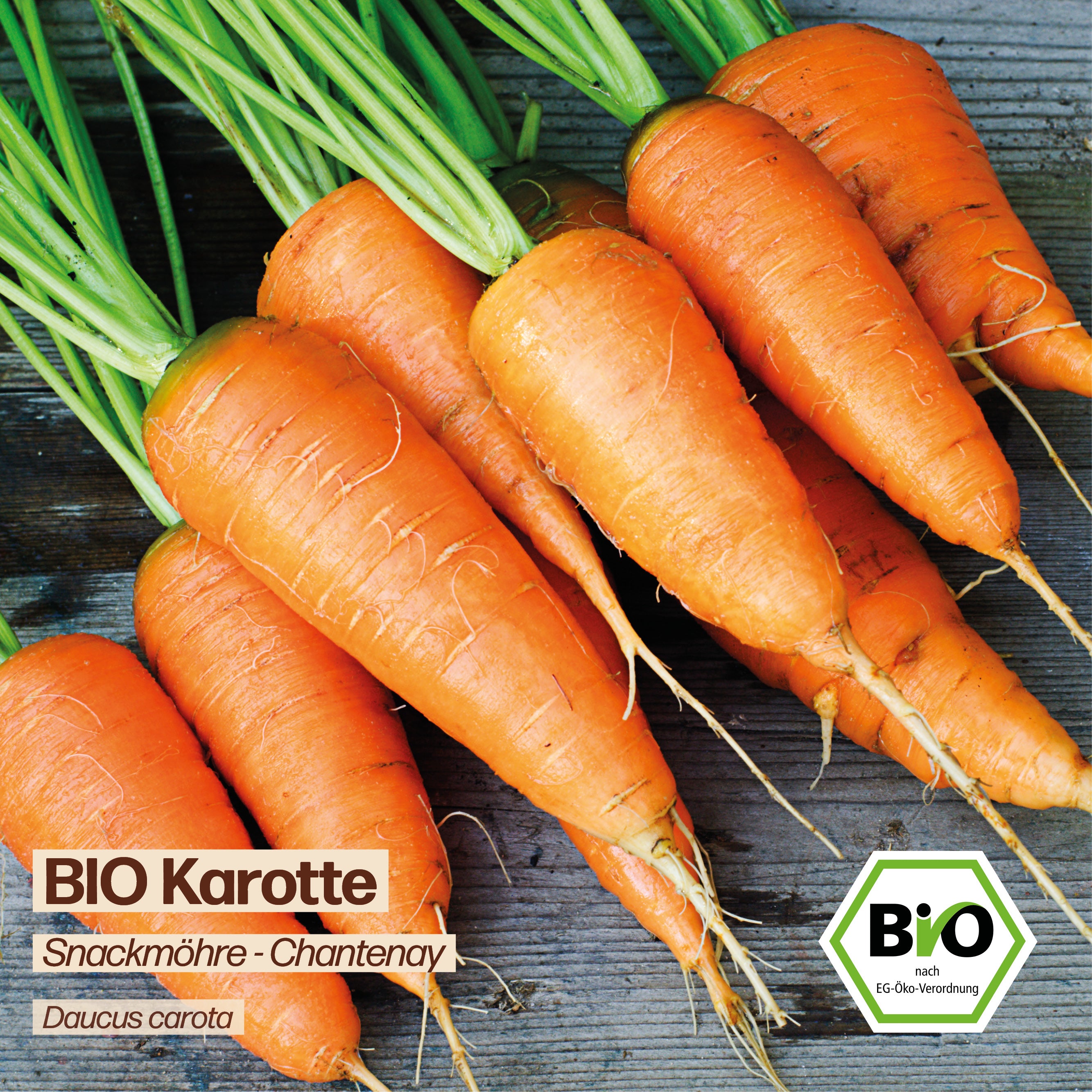BIO Karotte "Chantenay"