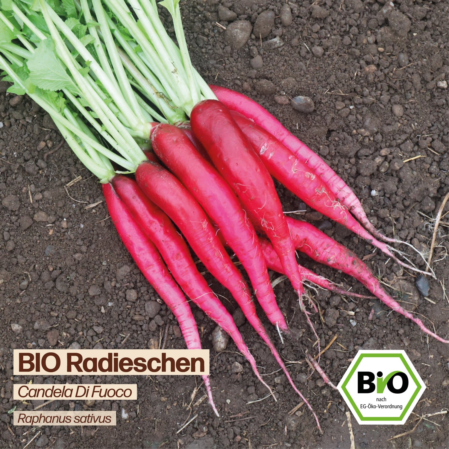 BIO Radieschen "Candela Di Fuoco"